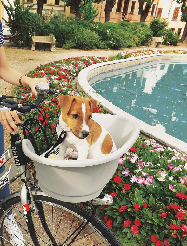 Dog riding in pet basket attachment for bike